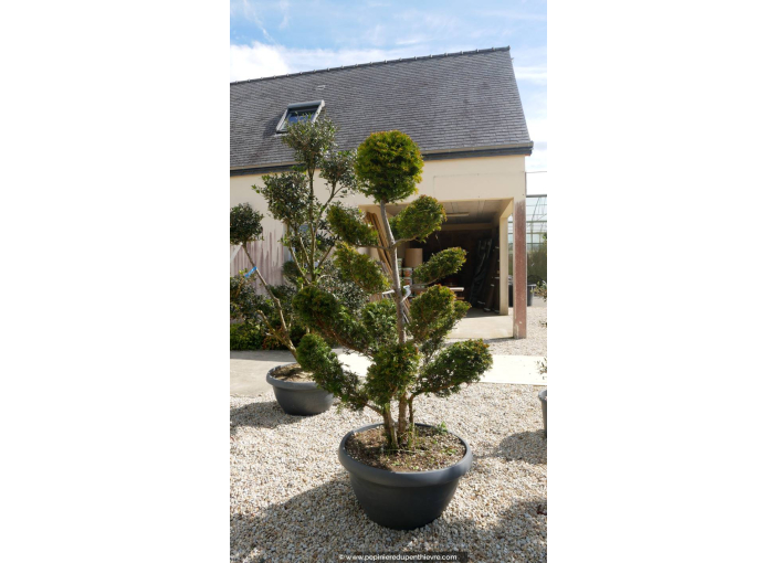 TAXUS baccata 'Bonsaï' 175/200