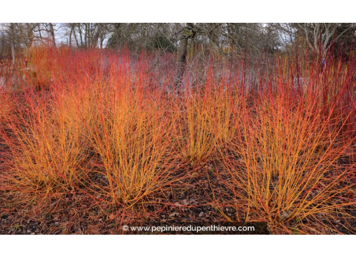 CORNUS sanguinea 'Midwinter Fire'