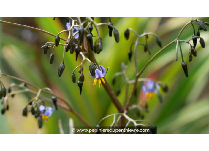 DIANELLA tasmanica