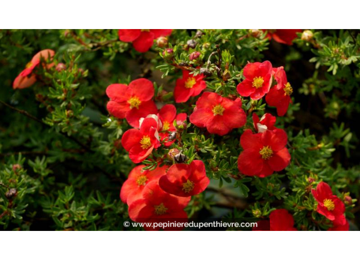 POTENTILLA	fruticosa 'Red Joker'