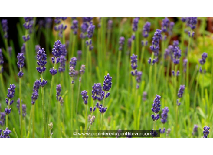 LAVANDULA angustifolia 'Hidcote Blue'