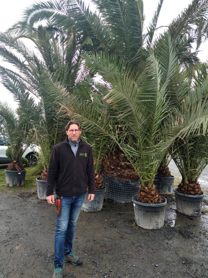 Protège racines palmier - hauteur : 30 cm, Ø tronc : 30 cm, Ø