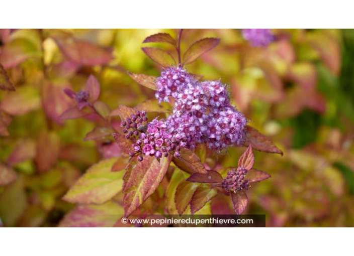 SPIRAEA	japonica	'Caramel'