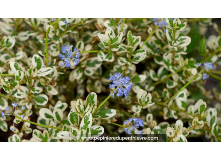 CEANOTHUS	impressus 'Cool Blue'