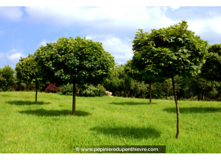 ACER platanoides 'Globosum'