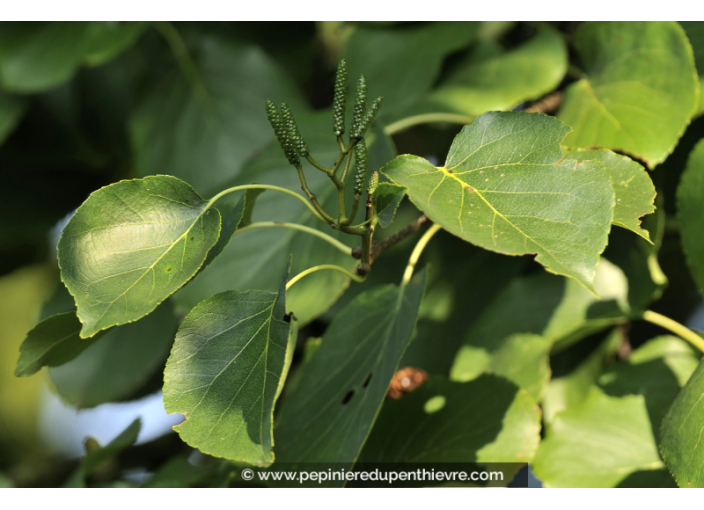 ALNUS cordata