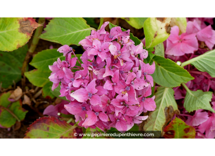 HYDRANGEA macrophylla 'Tovelit'