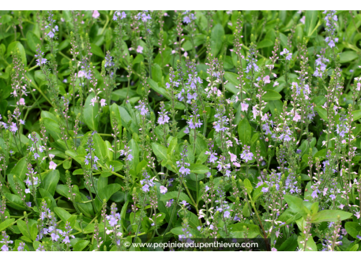 PARAHEBE 'Kenty Pink'