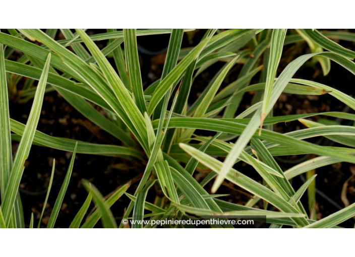 OPHIOPOGON japonicus 'Albovariegata'