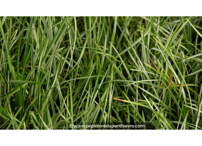 OPHIOPOGON japonicus 'Silver Mist'