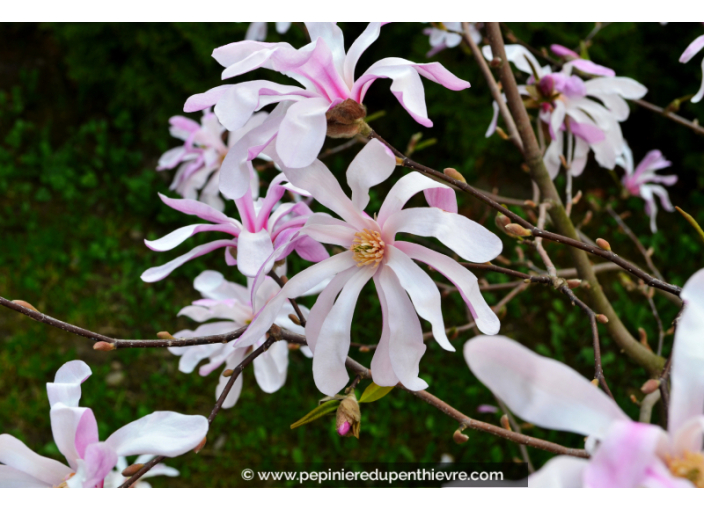 MAGNOLIA loebneri 'Leonard Messel'