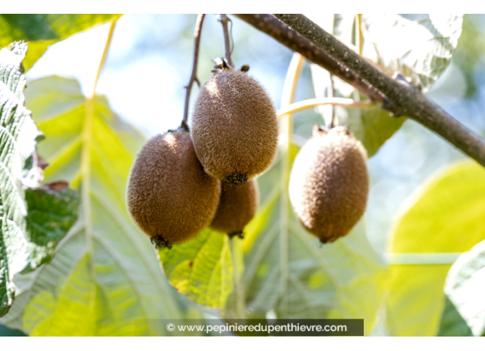 KIWI 'Hayward' (femelle)