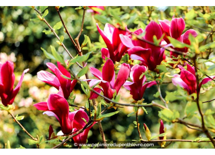 MAGNOLIA 'Galaxy'