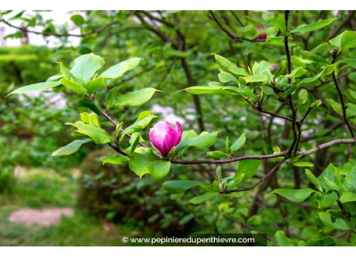 MAGNOLIA soulangeana 'Rustica Rubra'