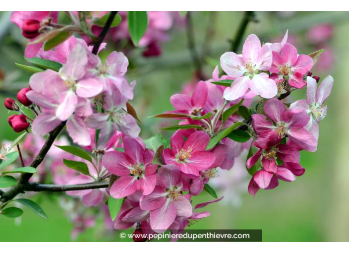 MALUS floribunda