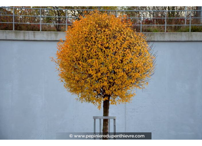 PRUNUS fruticosa 'Globosa'