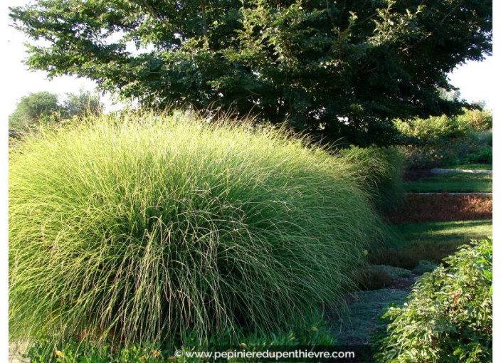 MISCANTHUS sinensis 'Gracillimus'