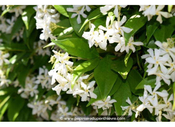 TRACHELOSPERMUM jasminoides