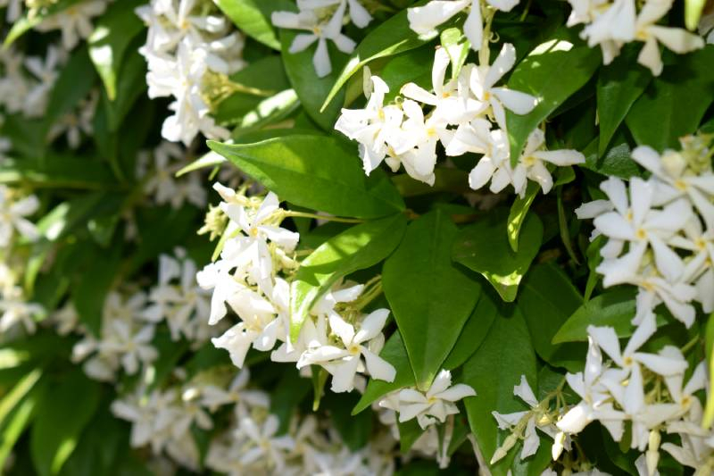 Trachelospermum jasminoides - Vente Jasmin blanc étoilé - Faux jasmin  parfumé