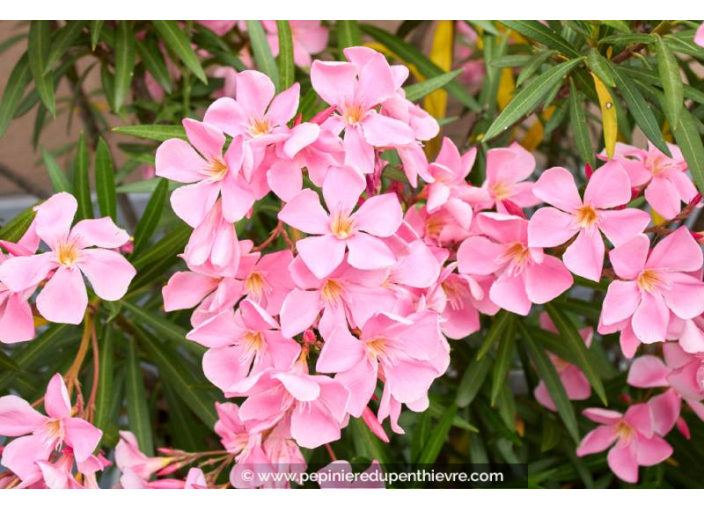 NERIUM oleander 'Rose'