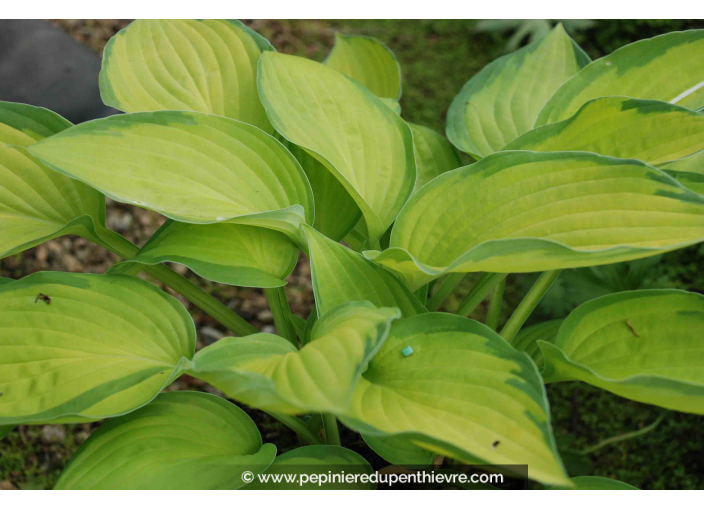 Hosta  'Gold Standard'