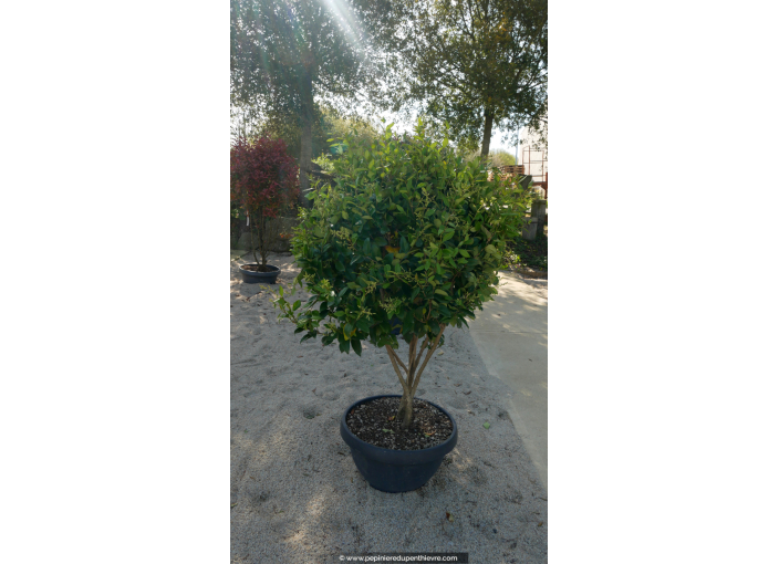 LIGUSTRUM japonicum 'Texanum' - Champignon 100/120