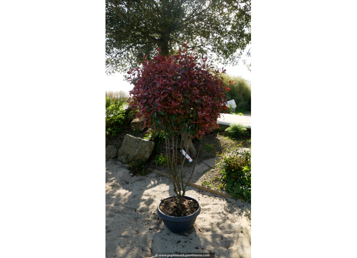 PHOTINIA x fraseri 'Carré Rouge' - Champignon 125/150