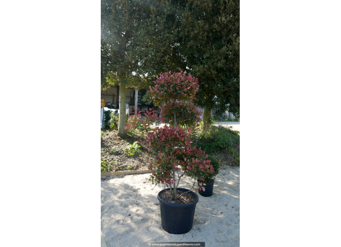 PHOTINIA x fraseri 'Carré Rouge' - Pompons