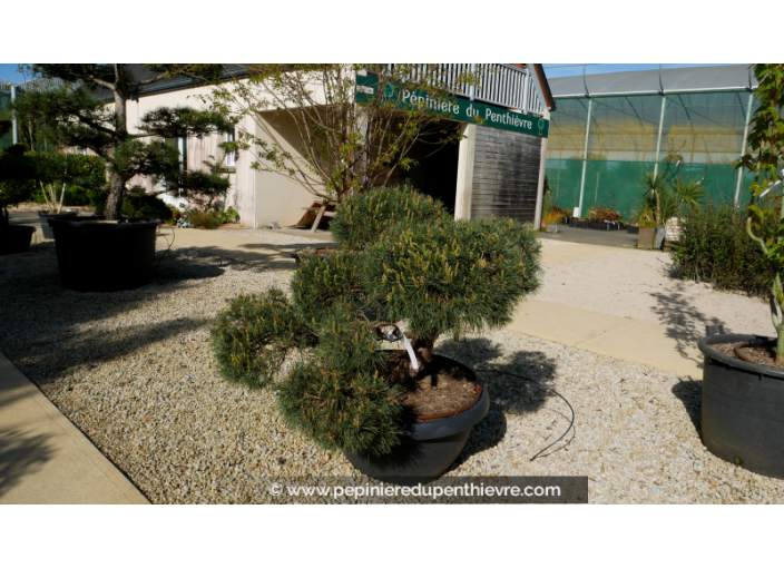 PINUS sylvestris 'Repens' Bonsaï 100/125