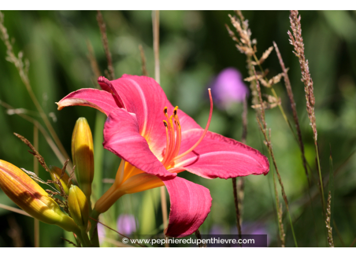 HEMEROCALLIS 'Crimson Glory'