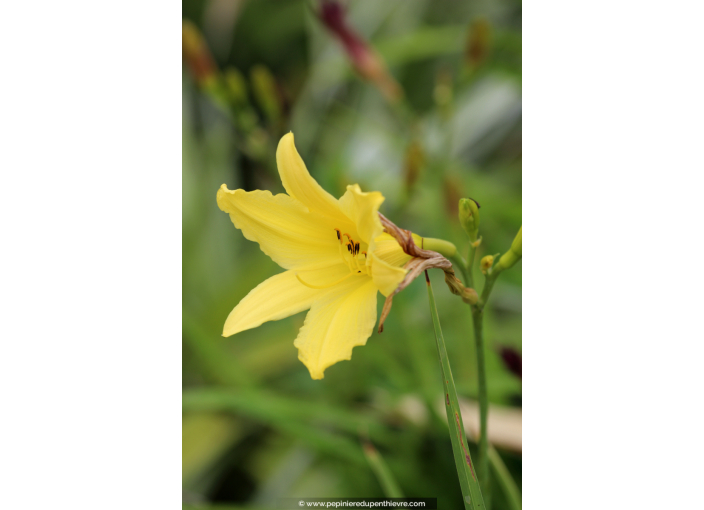 HEMEROCALLIS citrina