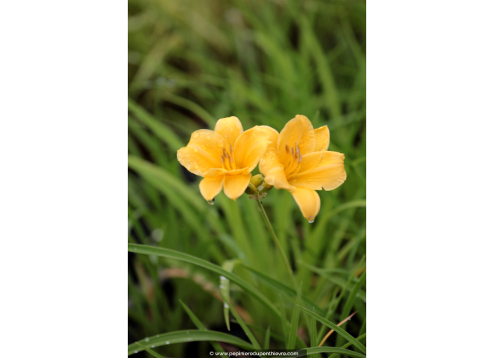 HEMEROCALLIS 'Stella De Oro'