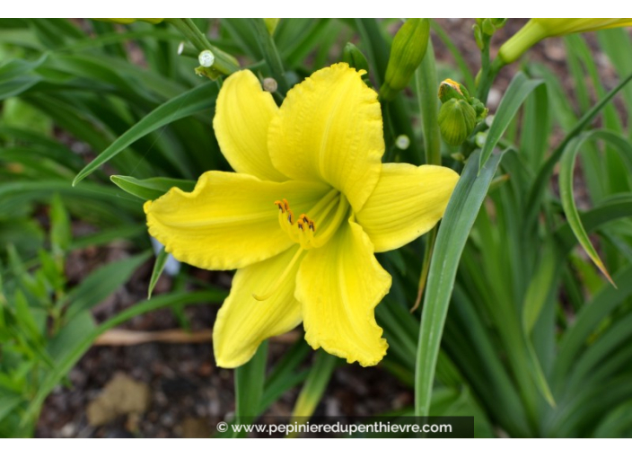 HEMEROCALLIS 'Green Flutter'