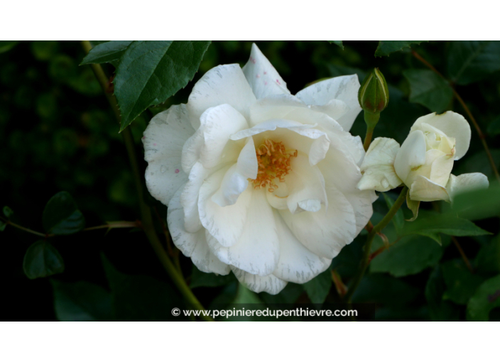 ROSIER 'Iceberg'®