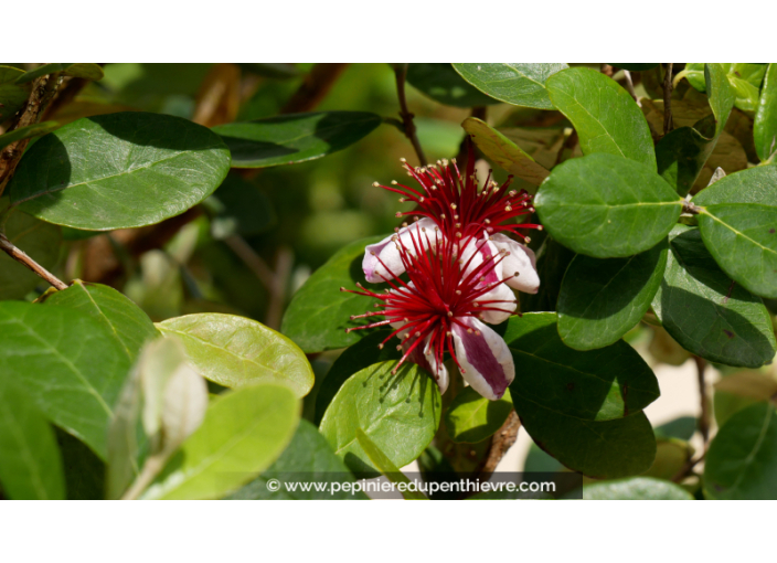 FEIJOA sellowiana