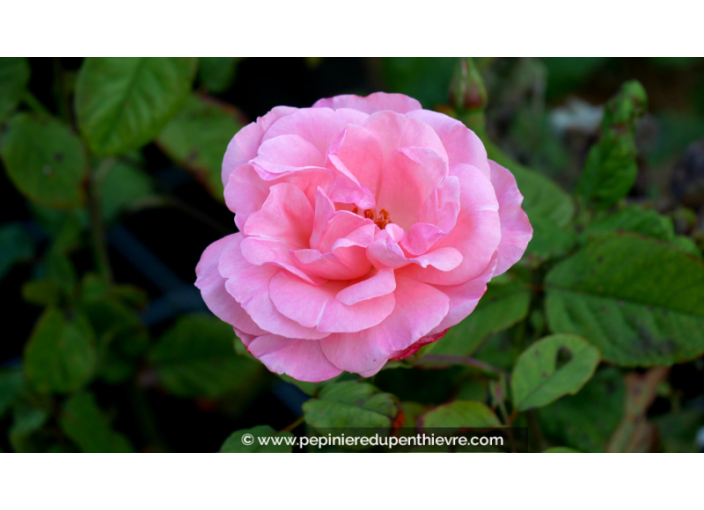 ROSIER 'Queen Elizabeth'®