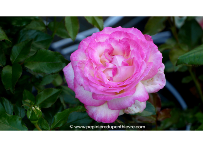 ROSIER 'Sweet Delight'®