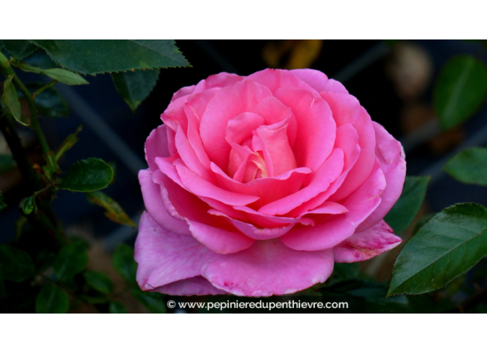 ROSIER 'Rose du Mérite'®