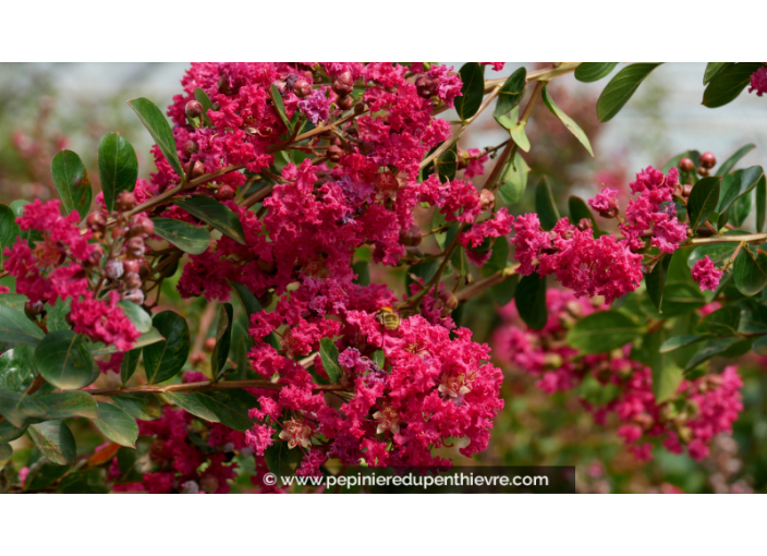 LAGERSTROEMIA indica 'Braise d'été'®