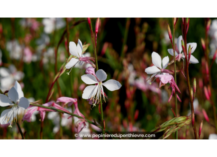 GAURA lindheimeri