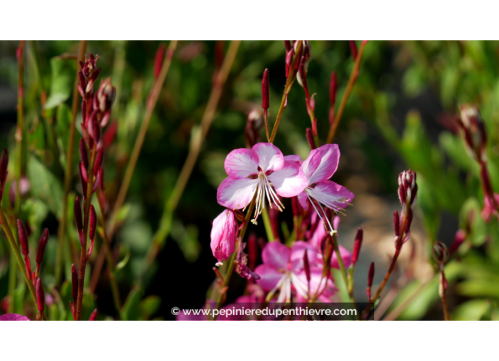 GAURA lindheimeri 'Rosy Jane'