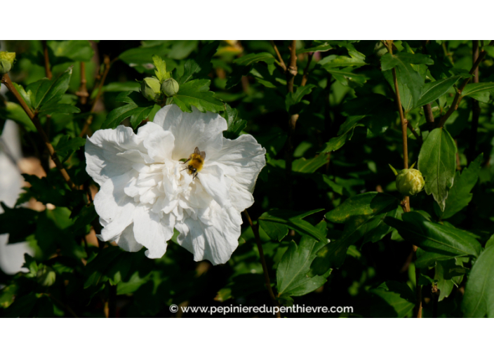 HIBISCUS syriacus 'White Chiffon'®