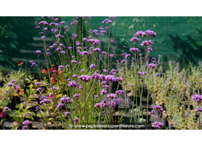 VERBENA bonariensis