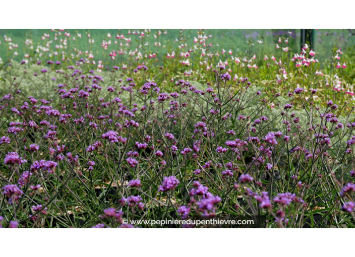 VERBENA bonariensis 'Lollipop'®