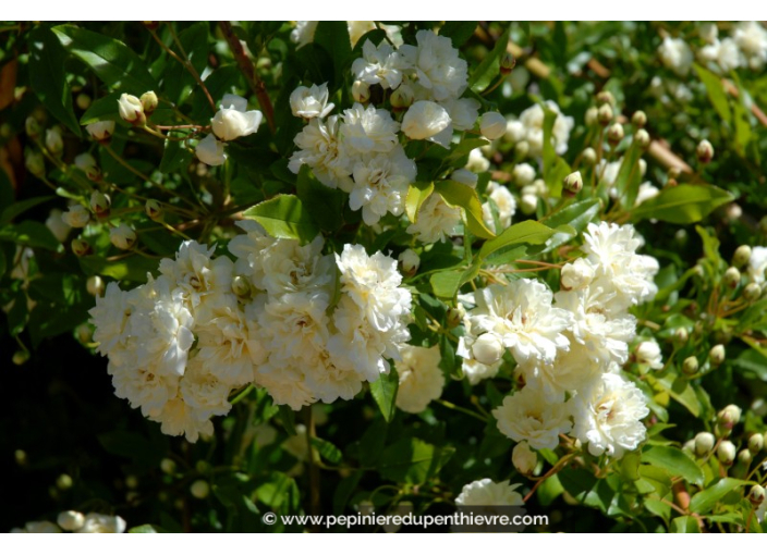 ROSIER grimpant ROSA banksiae 'Alba Plena'