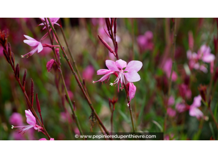 GAURA lindheimeri 'Lillipop Pink'