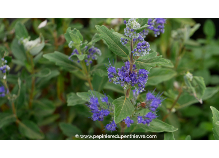 CARYOPTERIS x clandonensis 'Grand Bleu'