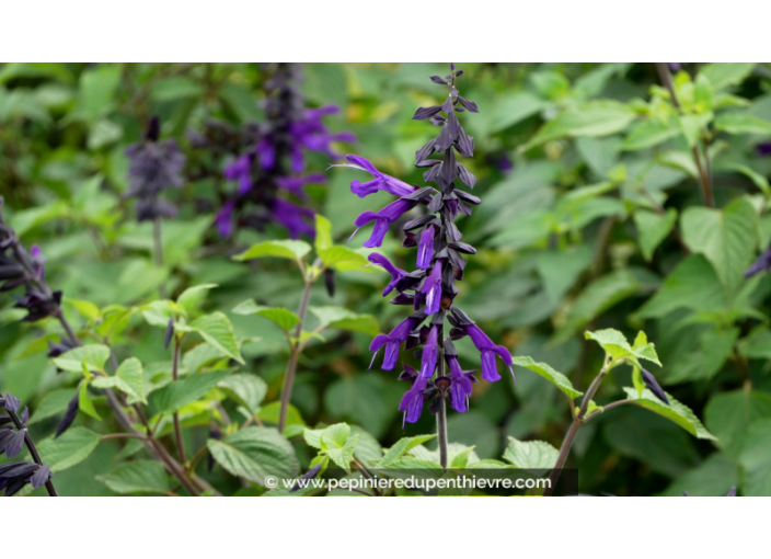 SALVIA 'Amistad'