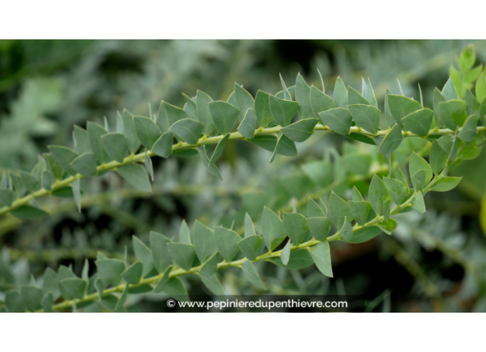 ACACIA cultriformis