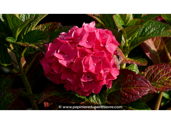 HYDRANGEA macrophylla 'Masja'